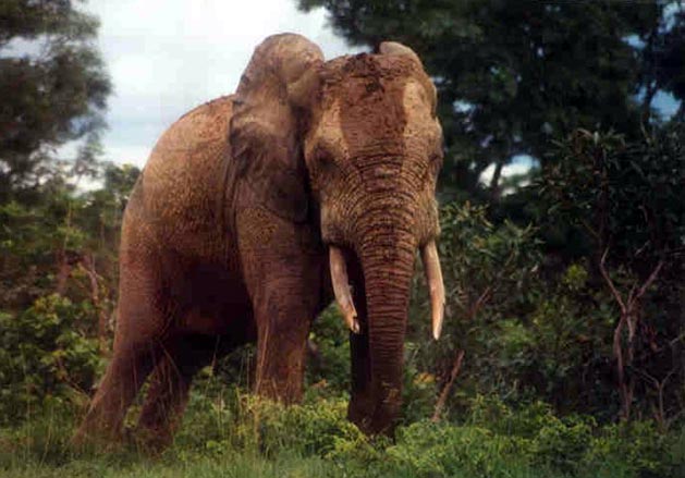 Elephant at Mole National Park, 2001