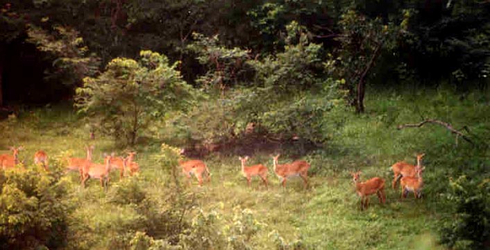 A bend in the Daka River, 2001